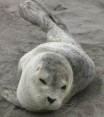 Baby seal