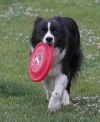 Border Collie International