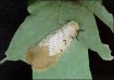 Gypsy Moth