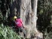 Logger falling a tree