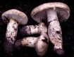 matsutake mushroom 